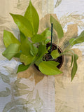 Neon Pothos (4in)