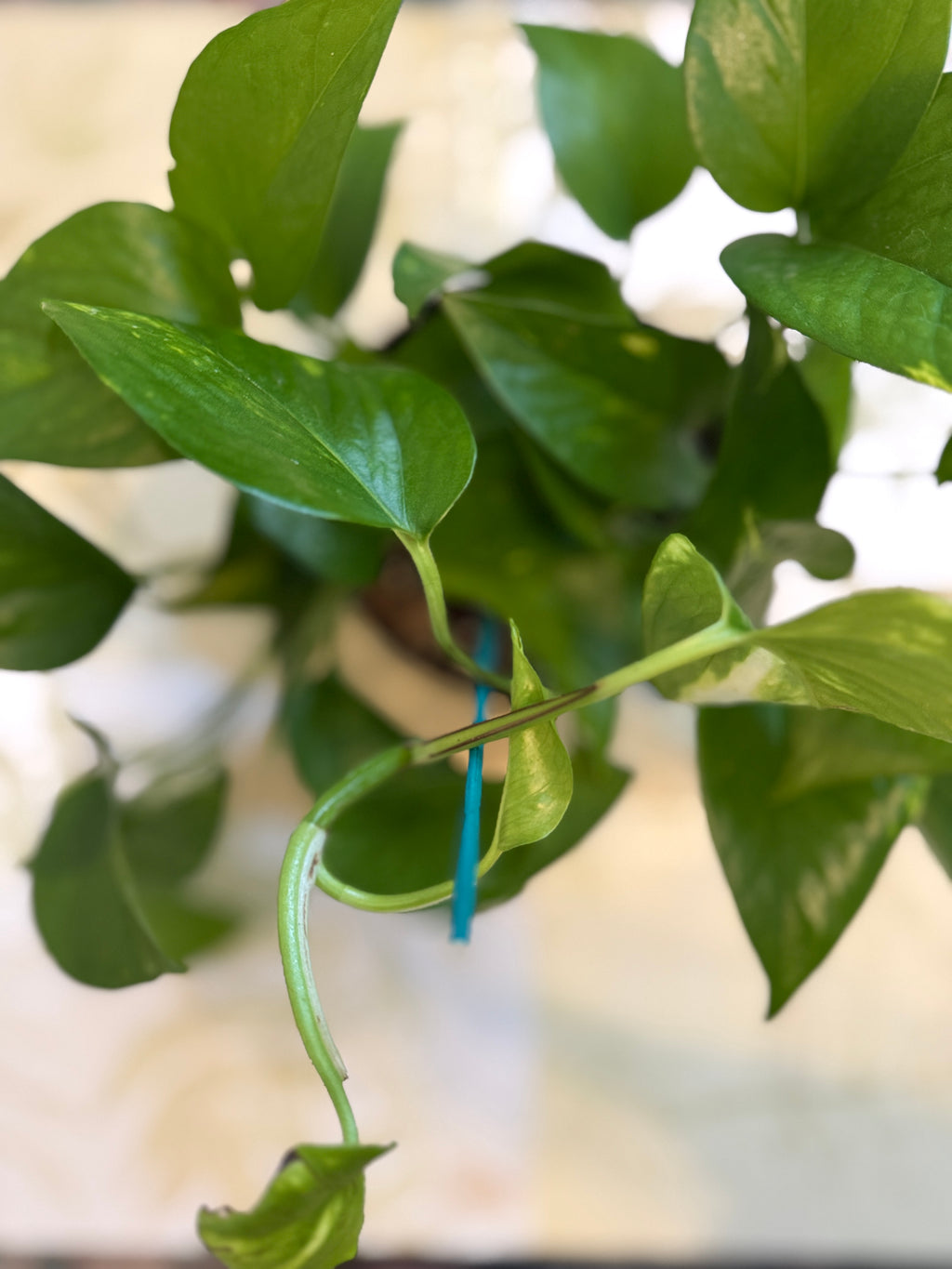 Golden Pothos (6in)