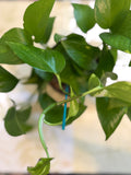 Golden Pothos (6in)