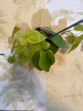 Philodendron Lemon Lime (4in)