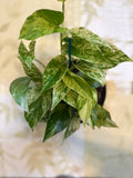 Marble Queen Pothos (6in)