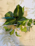 Philodendron Brasil (4in)