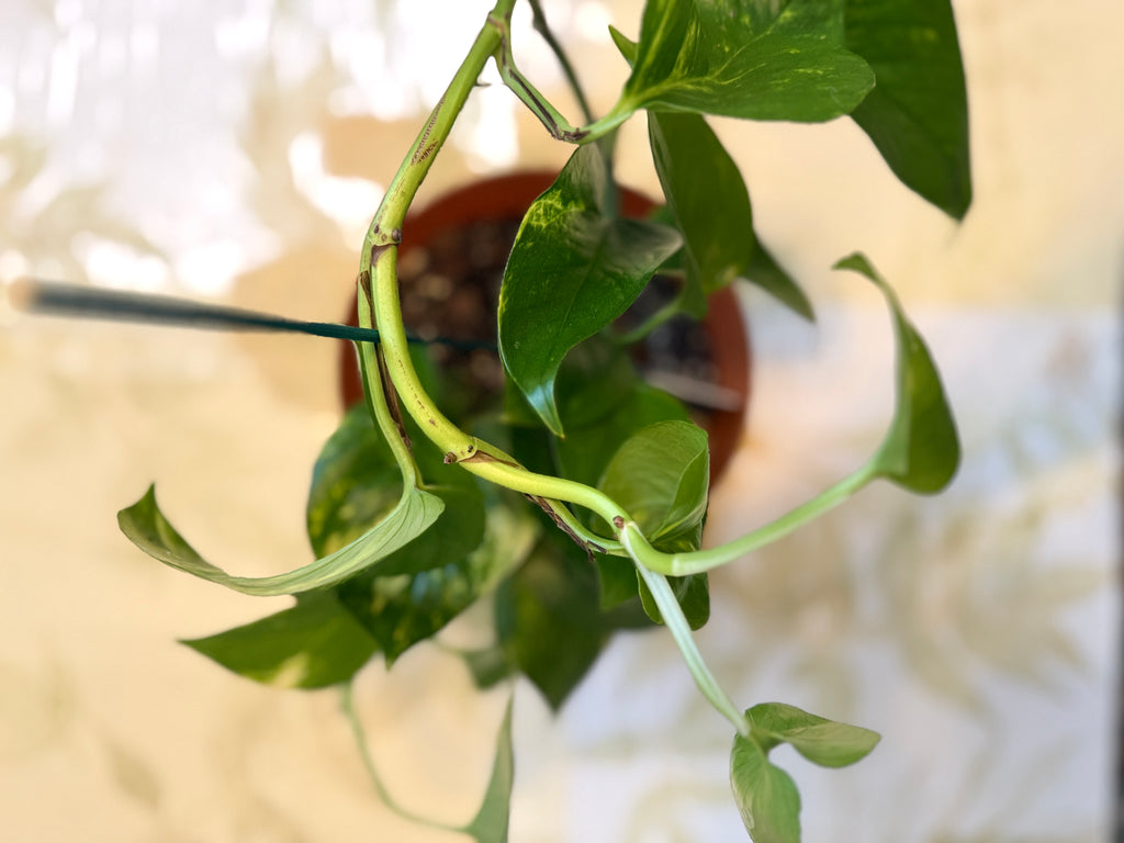 Golden Pothos (6in)