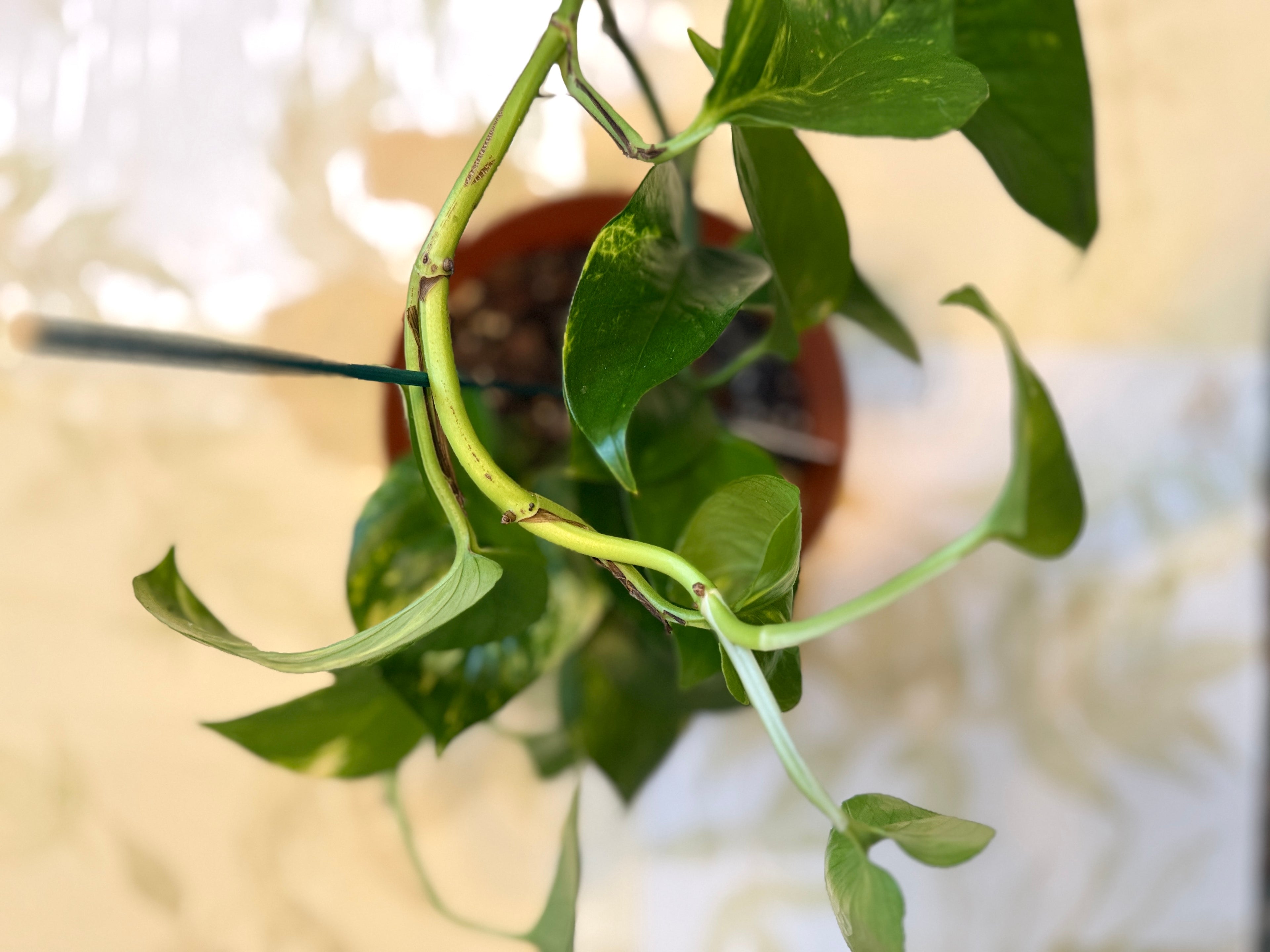 Golden Pothos (6in)