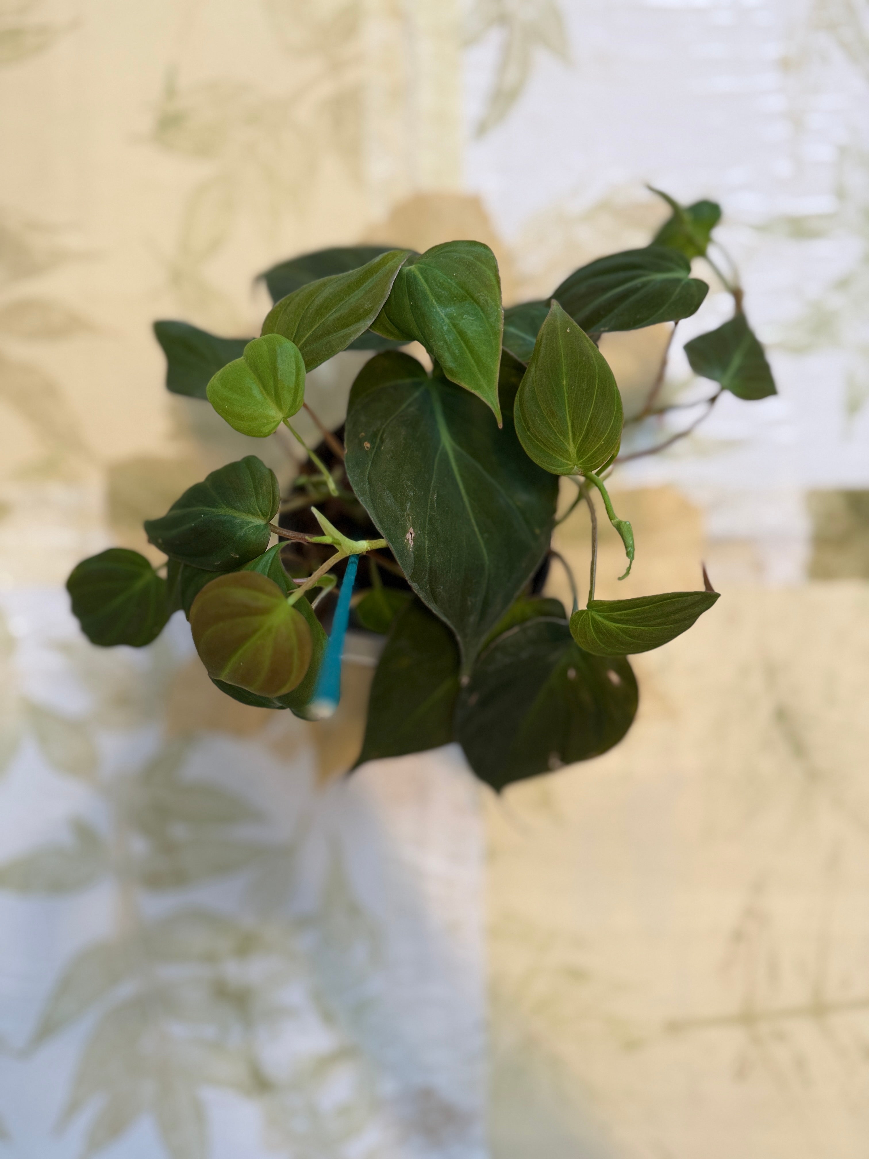 Philodendron Mican (4in)