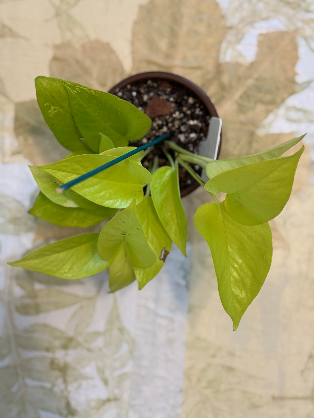 Neon Pothos (4in)