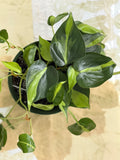 Philodendron Brasil Variegated Heart Leaf (6in)