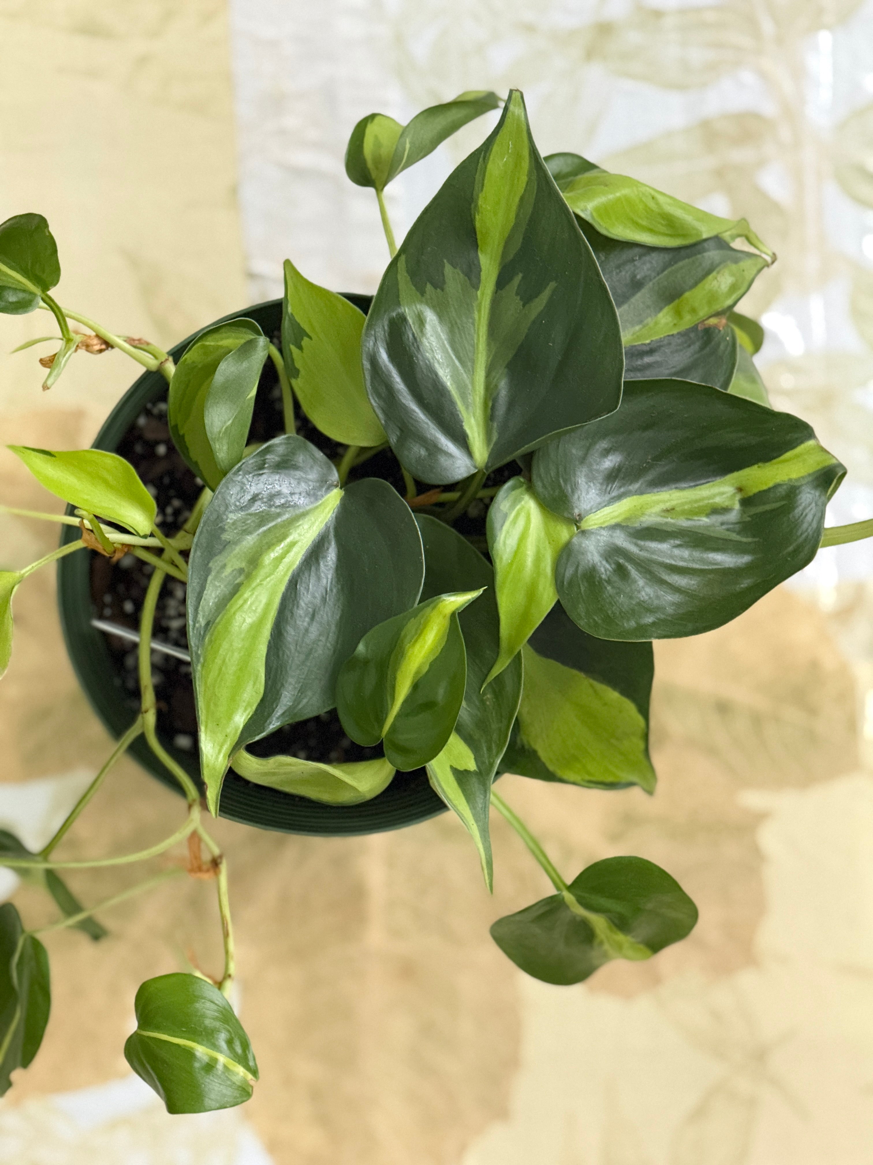 Philodendron Brasil Variegated Heart Leaf (6in)