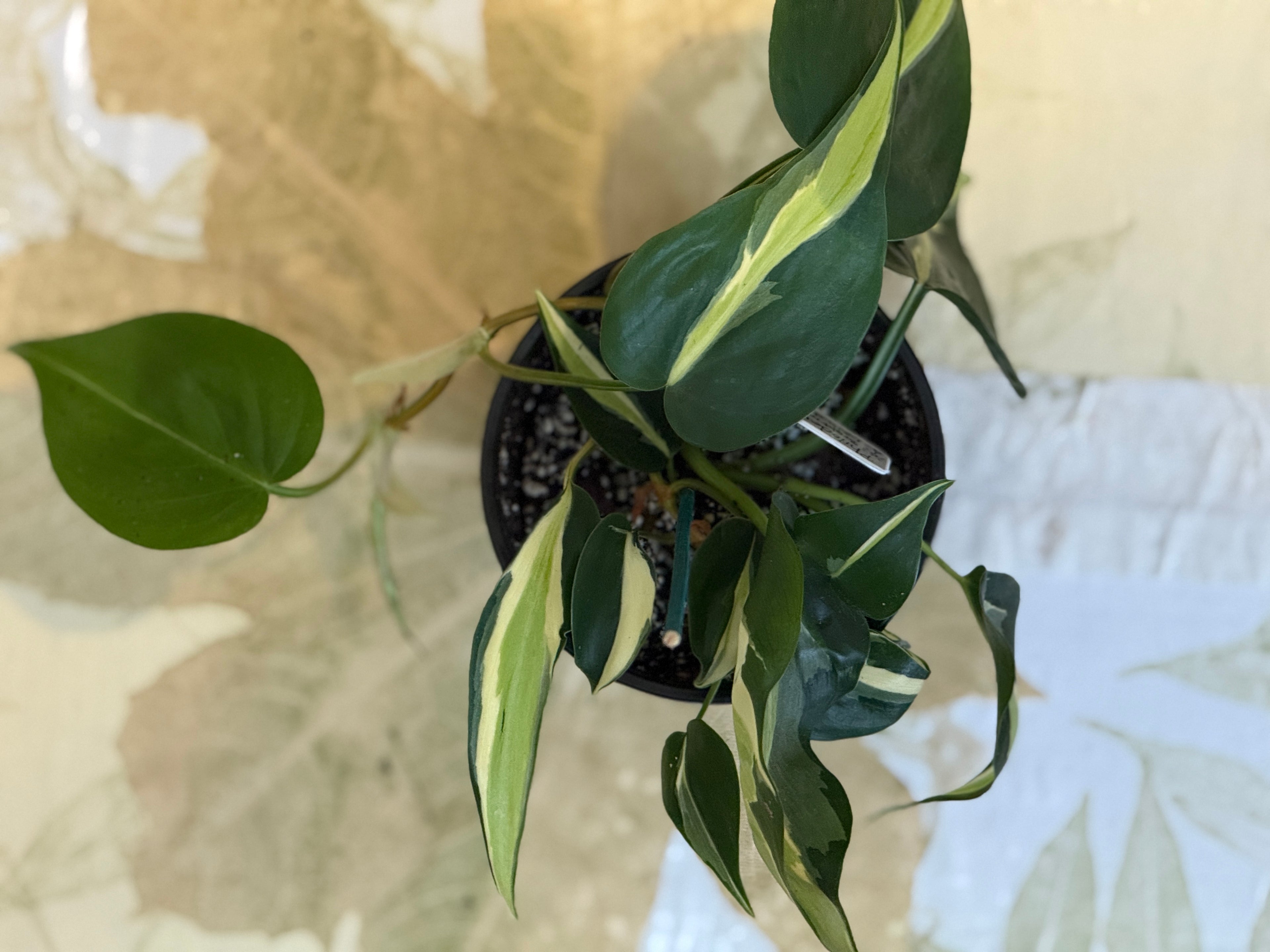 Philodendron Cream Splash Rare Variegated Aroid (4in)
