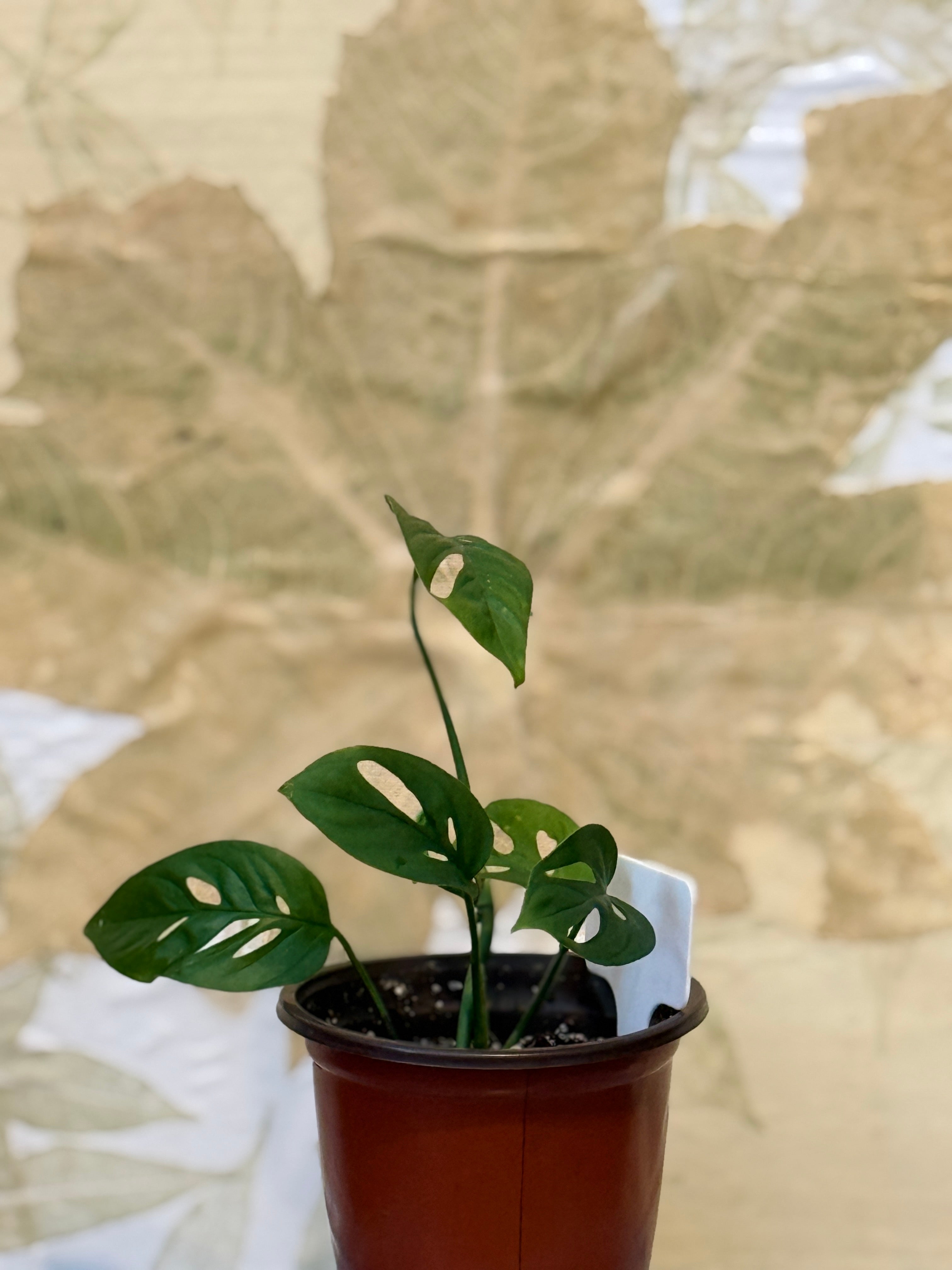 Monstera Adansonii Swiss Cheese (4in)