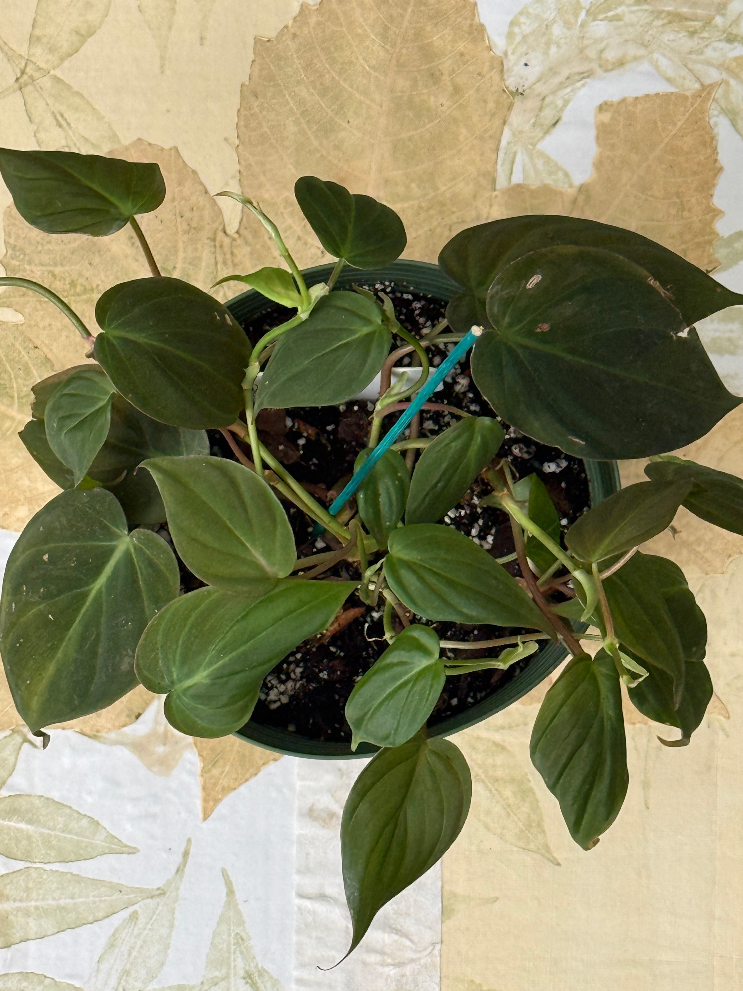Philodendron Mican (6in)