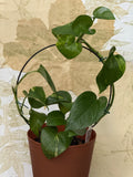 Golden Pothos with Trellis (6in)