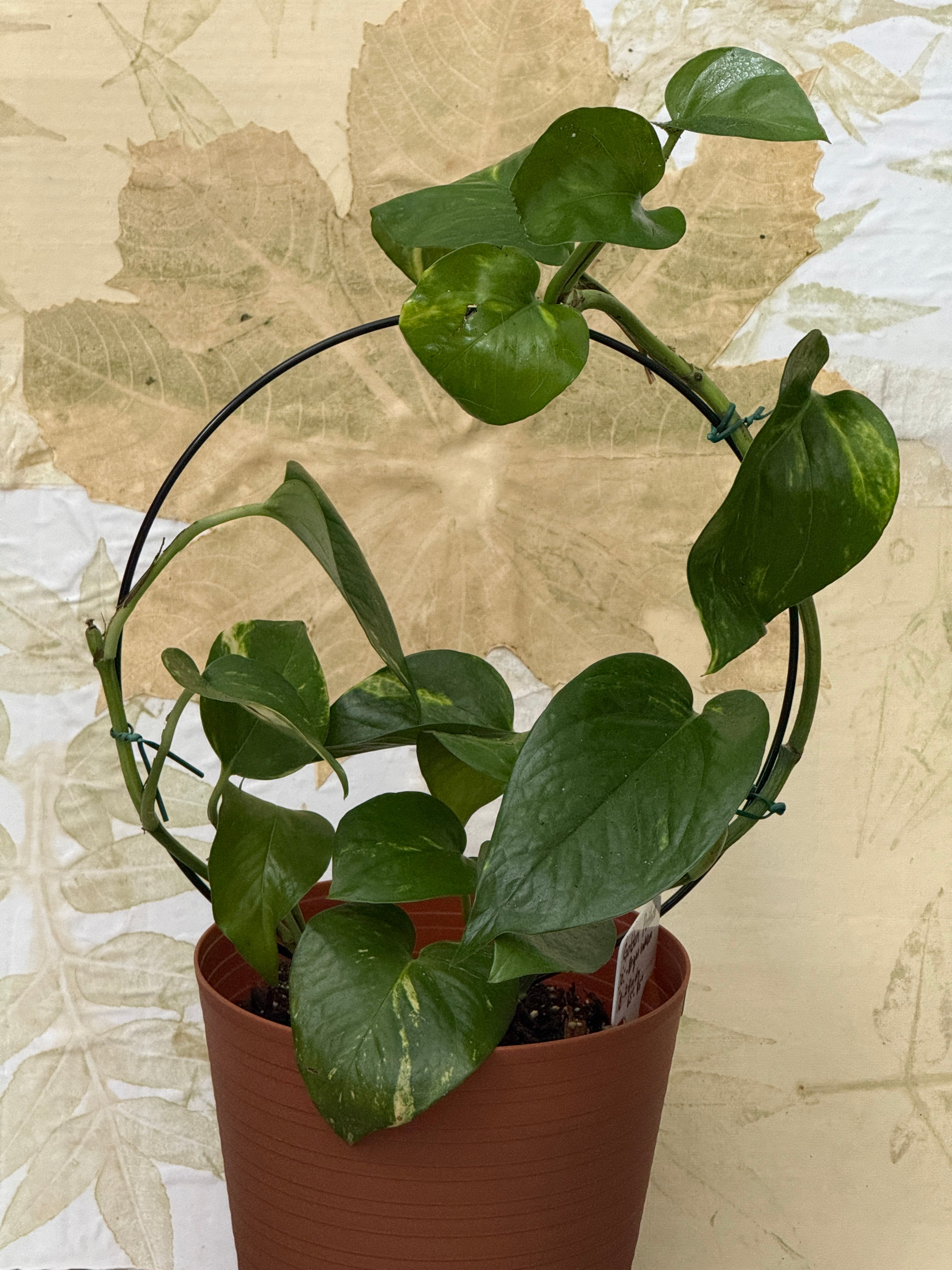 Golden Pothos with Trellis (6in)