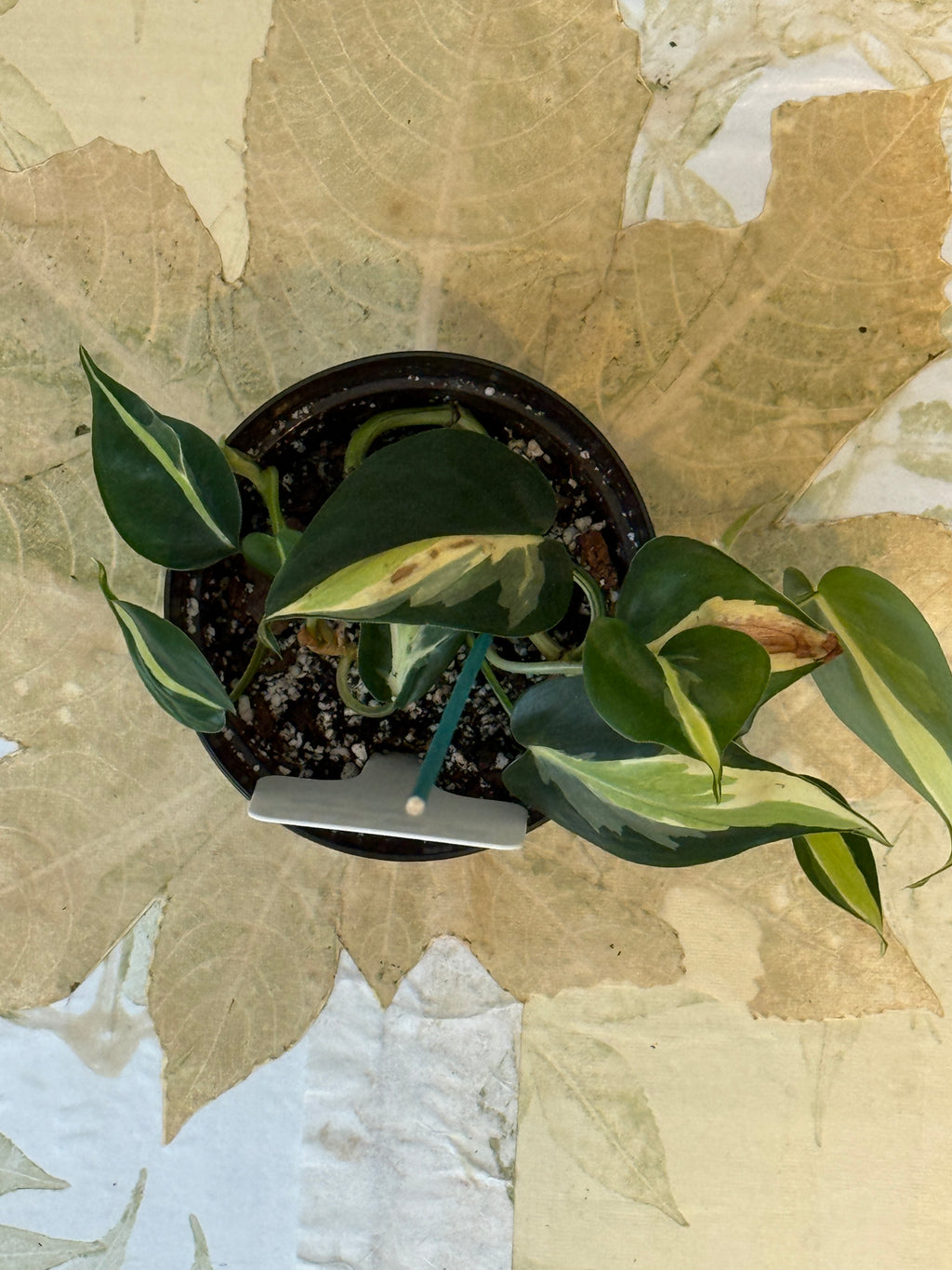 Philodendron Cream Splash Rare Variegated Aroid (4in)